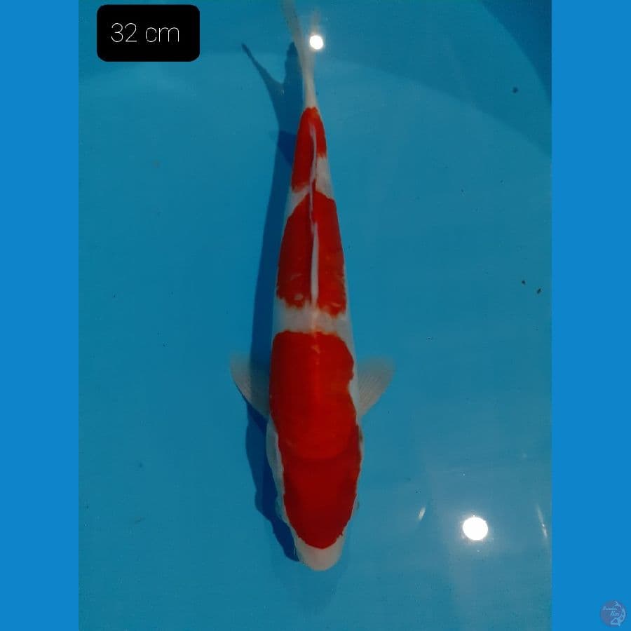 *KOHAKU 32 CM*