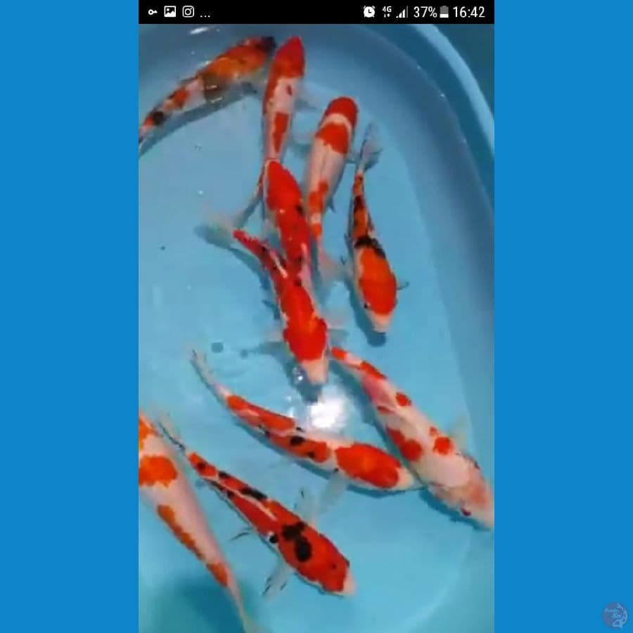 paket 10 ekor 25_30cm