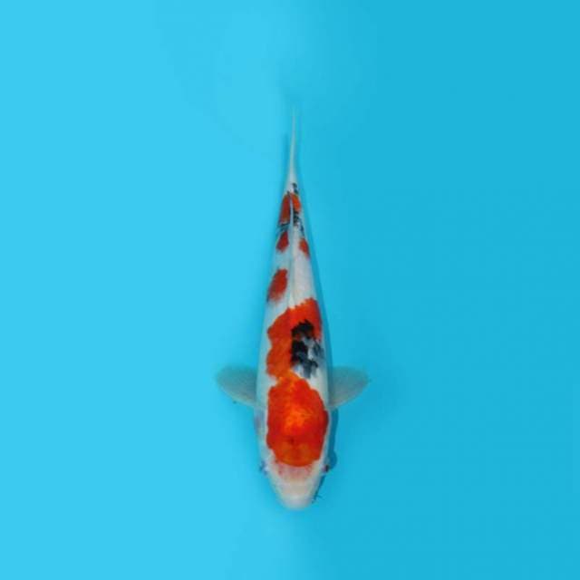 31 cm - SANKE