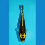 MINION KABUTO SQ - KAWARIMONO 14CM