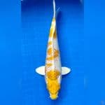 HARIWAKE GOOD FUKURIN 33cm