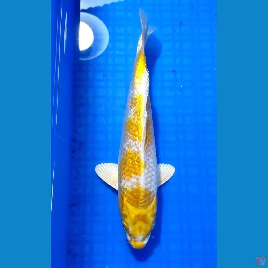 HARIWAKE GINRIN 27cm