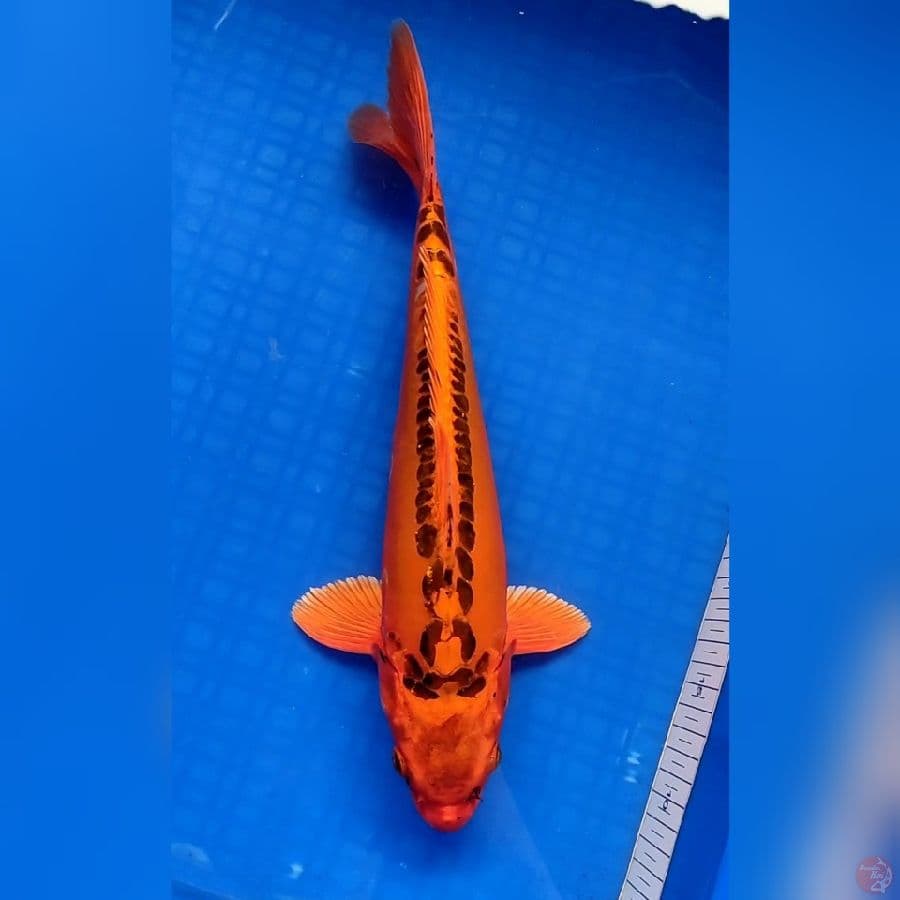 MIZUHO HQ 35cm