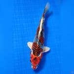 BENI GINGA 27cm
