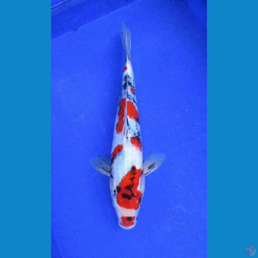 tategoi showa ±35cm