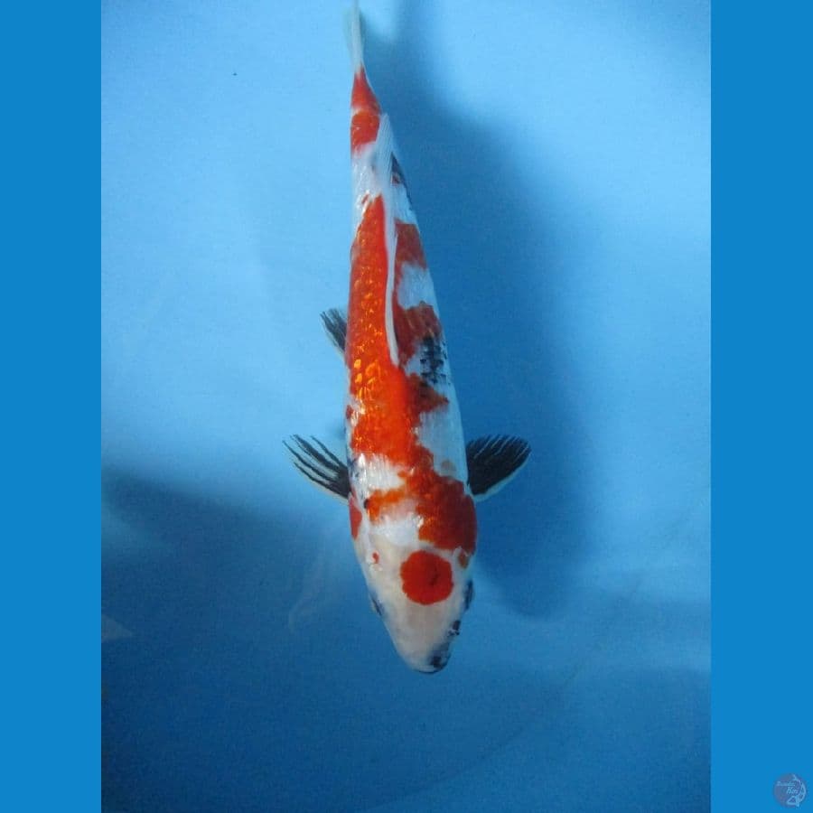 MKC KOI GRUB