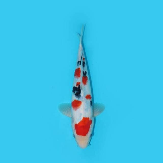 27 cm - KINDAI SHOWA TATEGOI