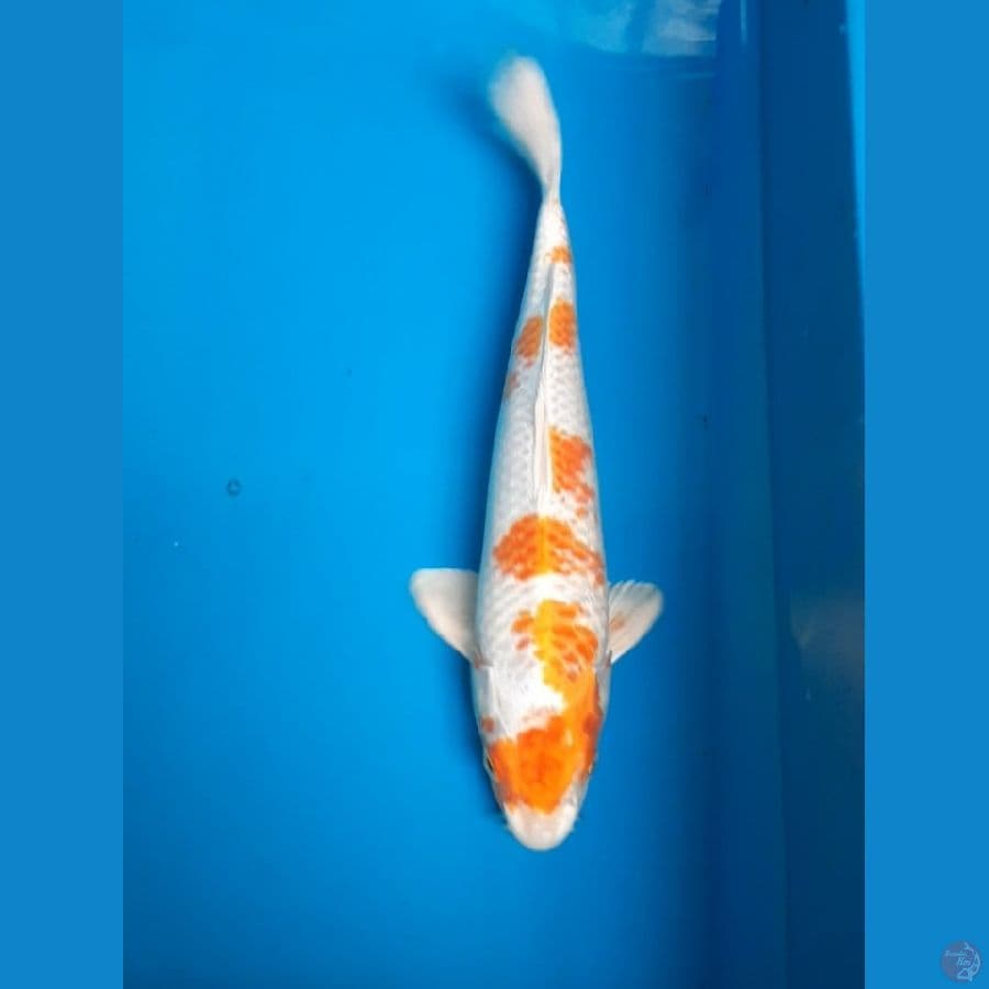 hariwake 33cm