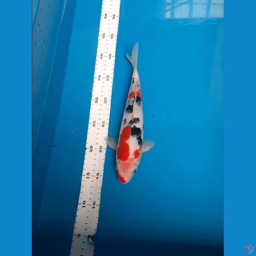 sanke 27cm