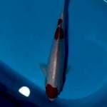 Kohaku male 40