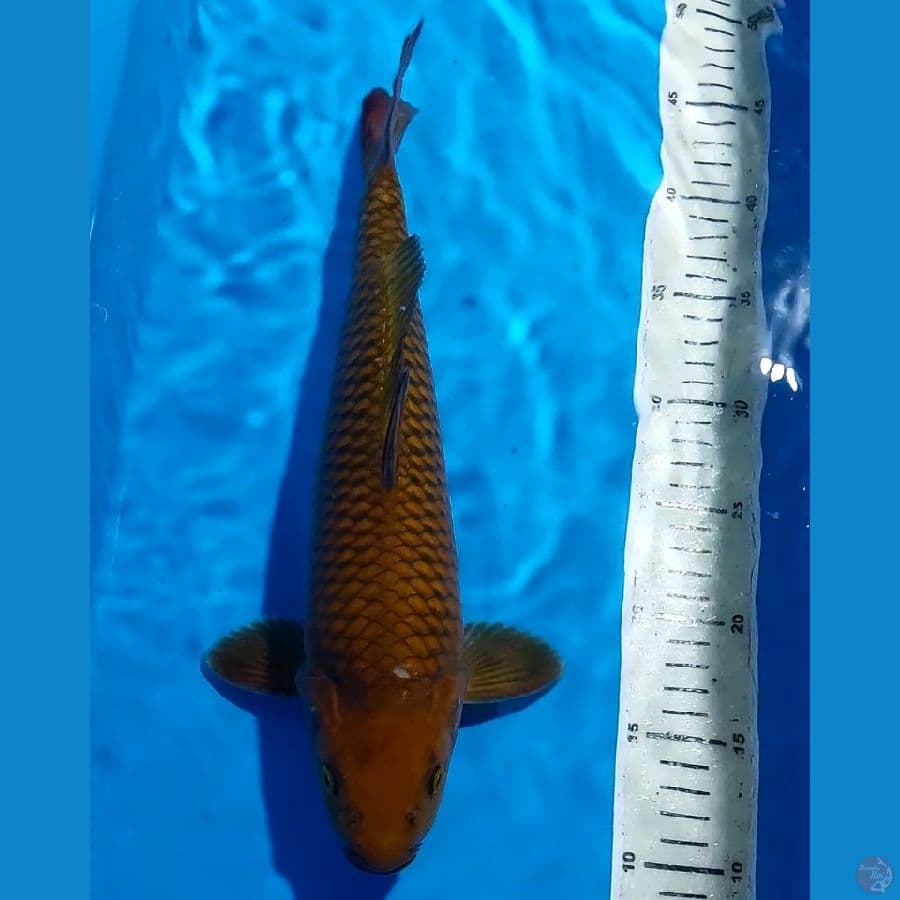 CHAGOI TEMBAGA 37 CM JANTAN