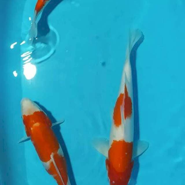 Kohaku