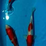 Kohaku