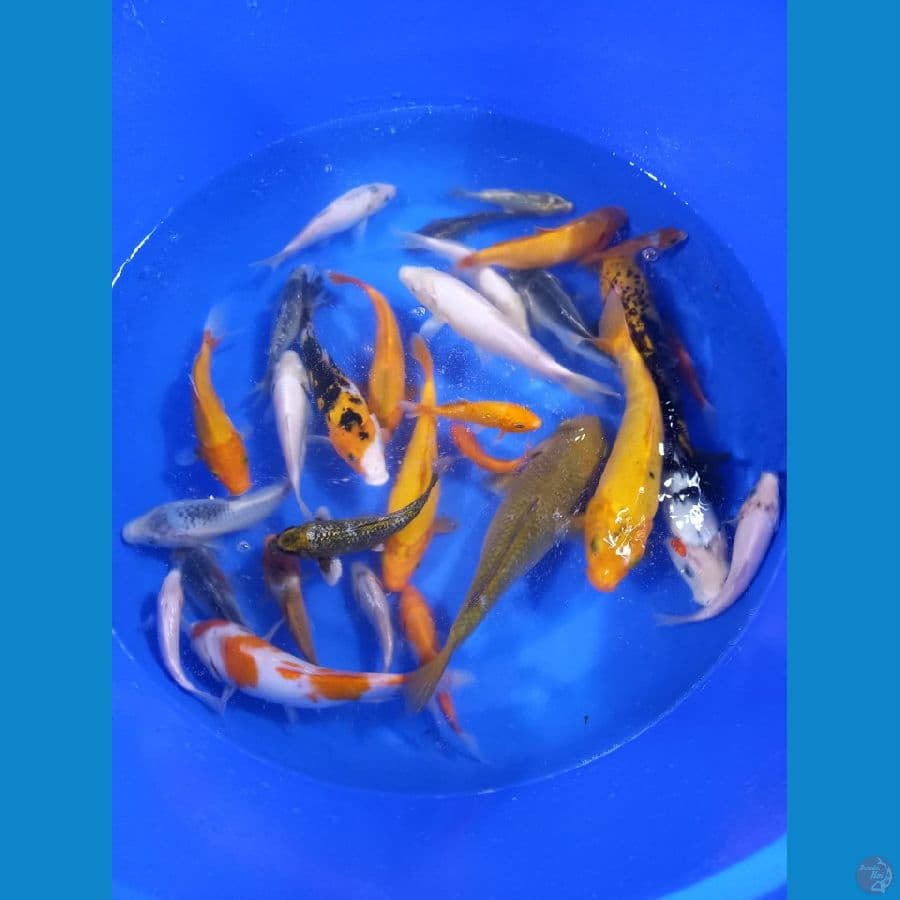 mix koi