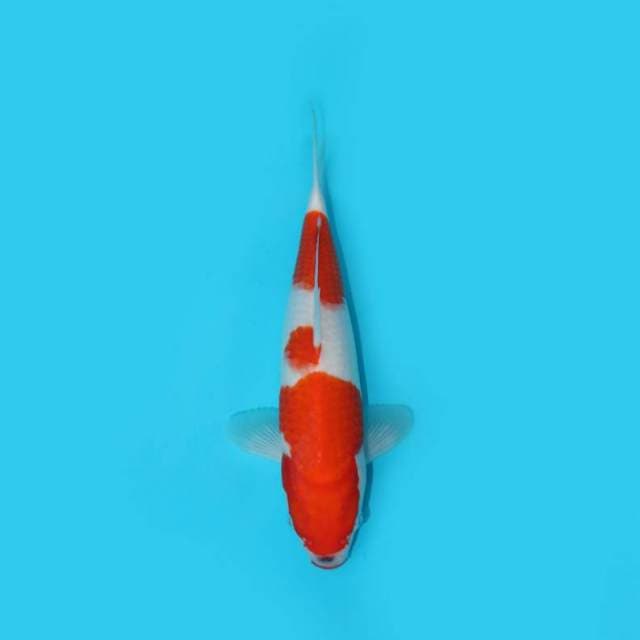 27 cm - KOHAKU