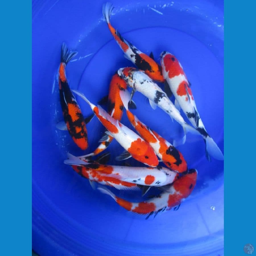 MKC KOI GRUB