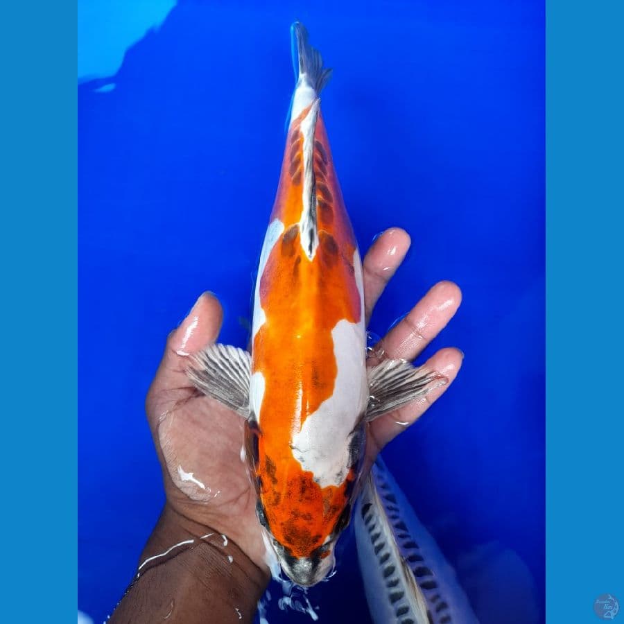Kiko 28CM