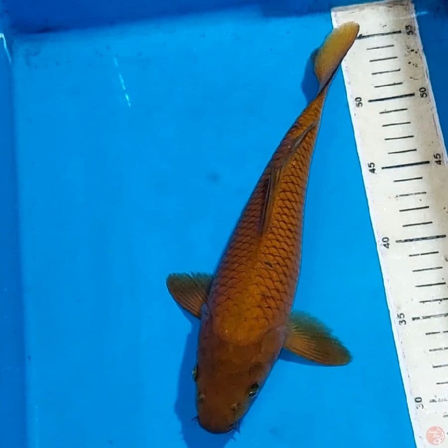 CHAGOI 27 CM
