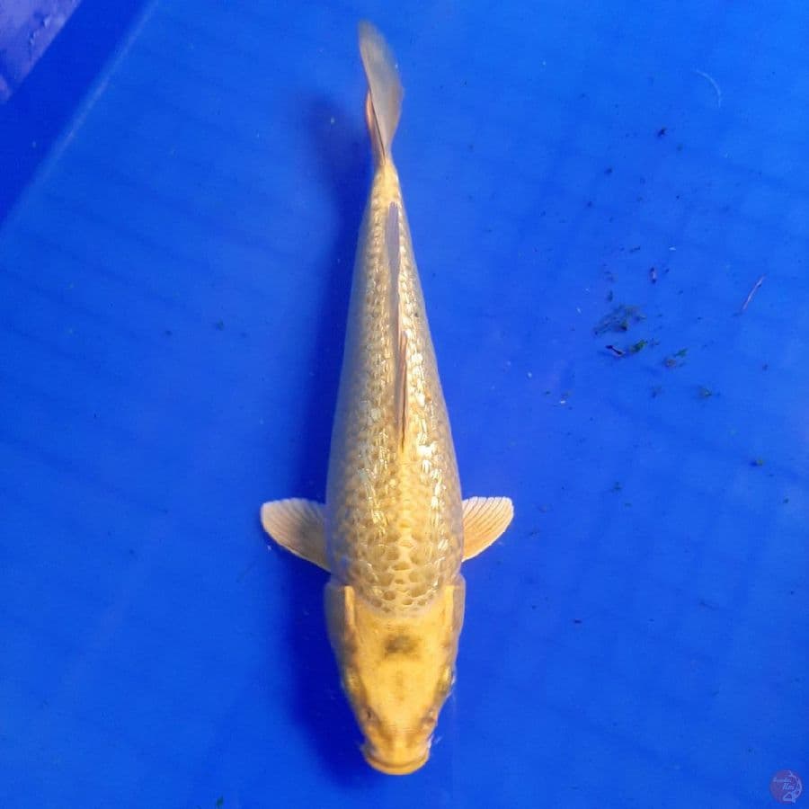 BISMILLAH ginrin ogon 22 cm bulky