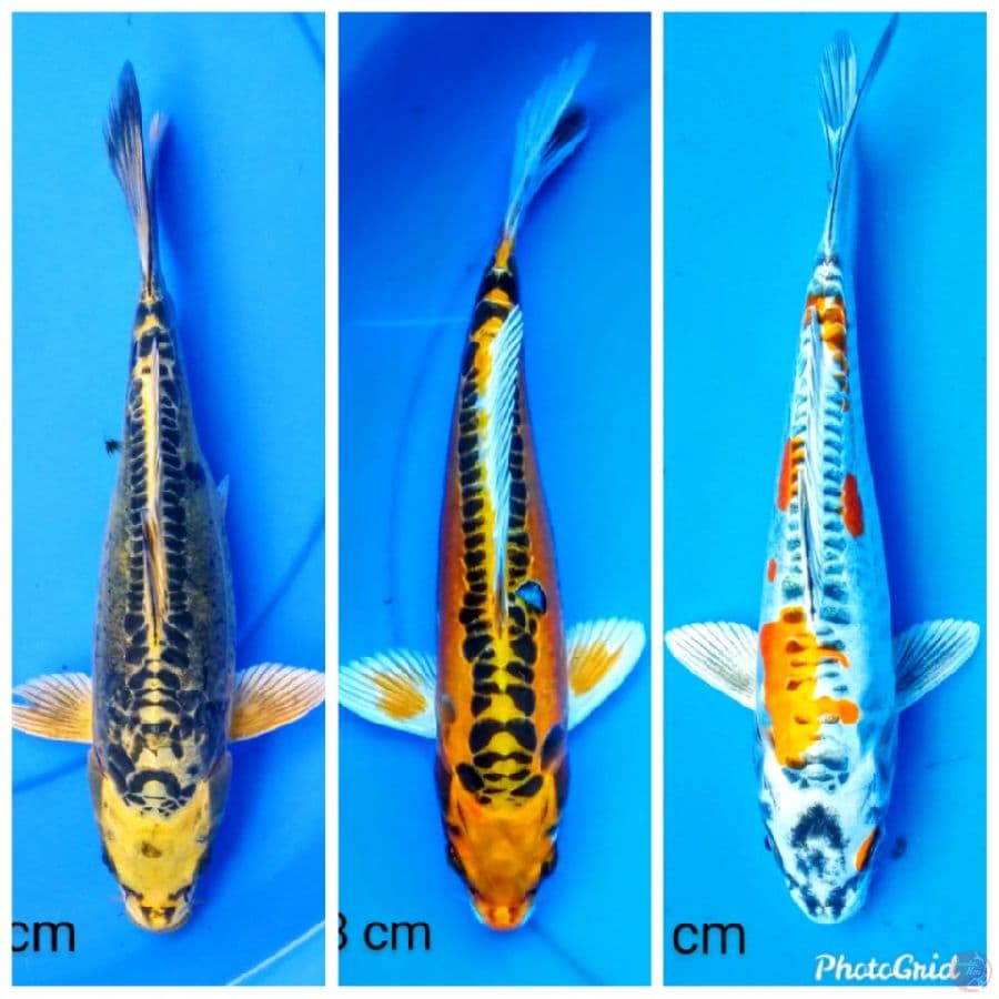 kiko 25-28 cm