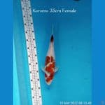 GOROMO 35CM