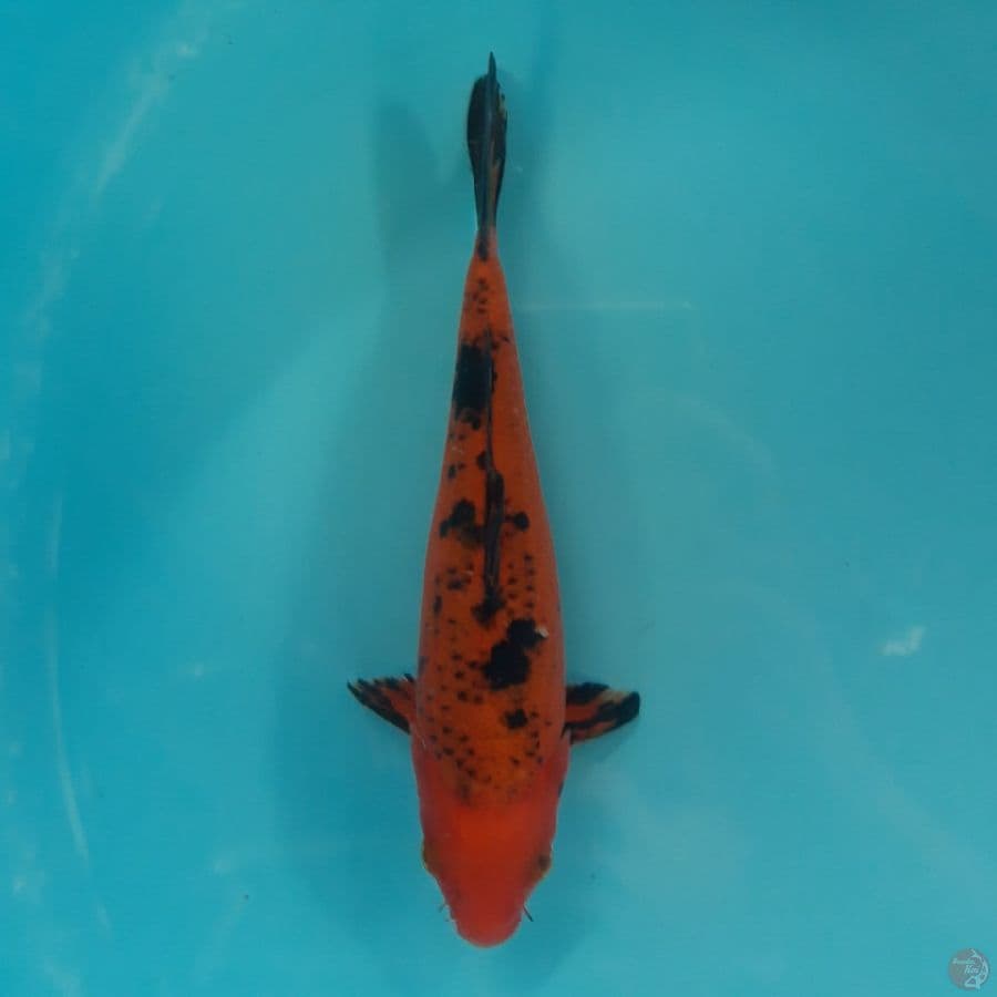Aka Bekko 22cm