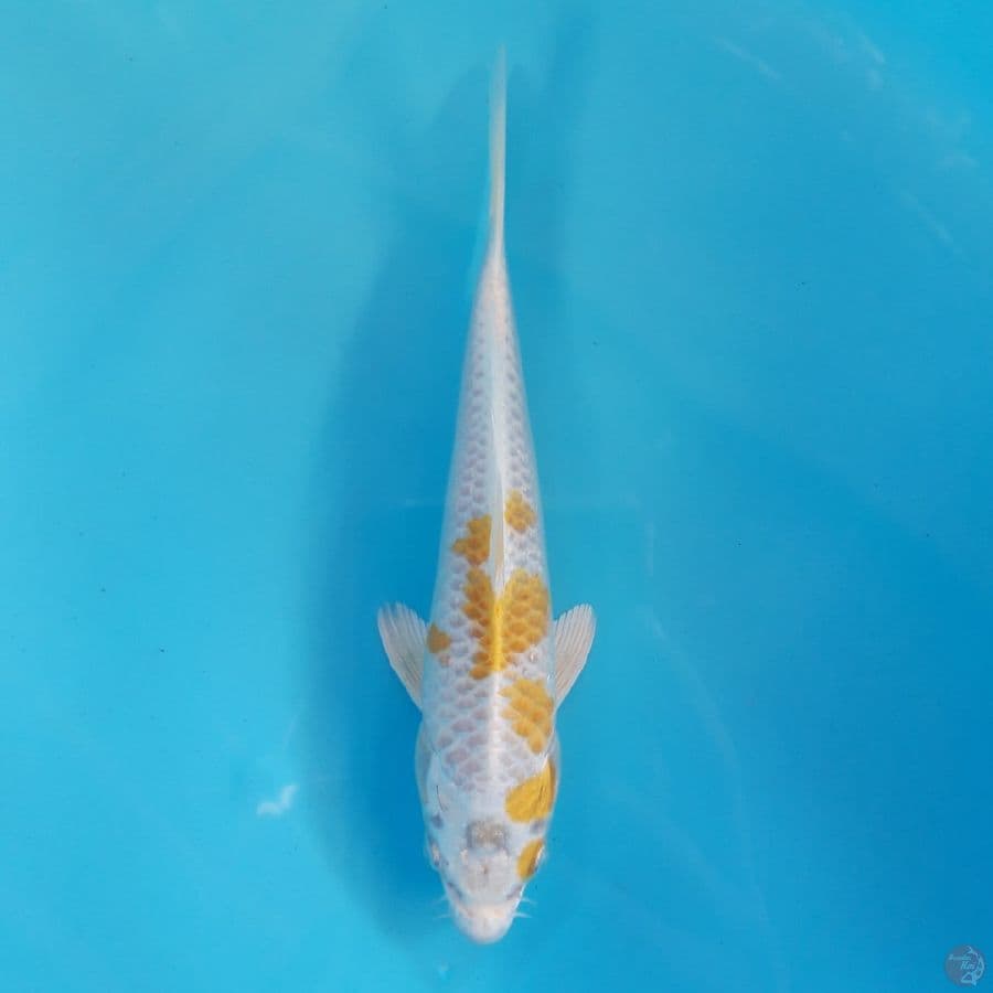 Hariwake 21cm