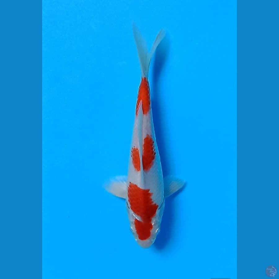 Kohaku