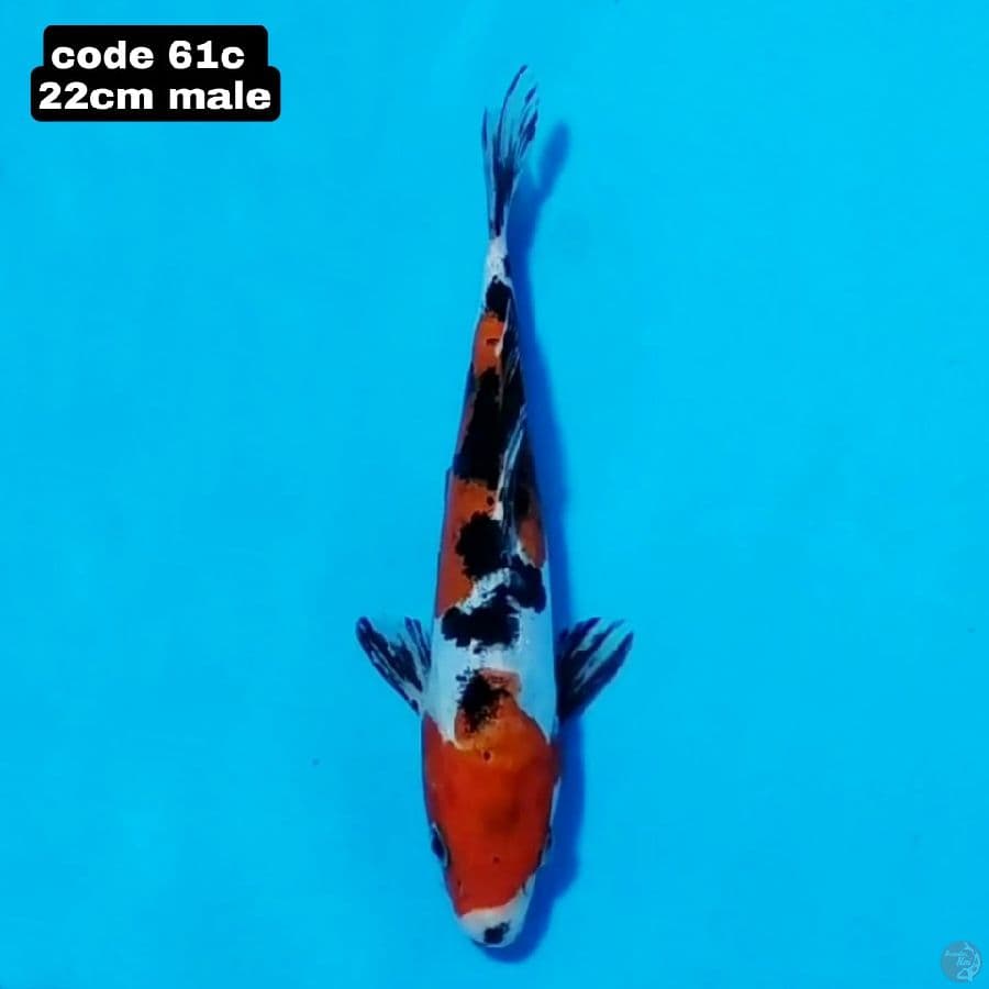 sanke 22cm male