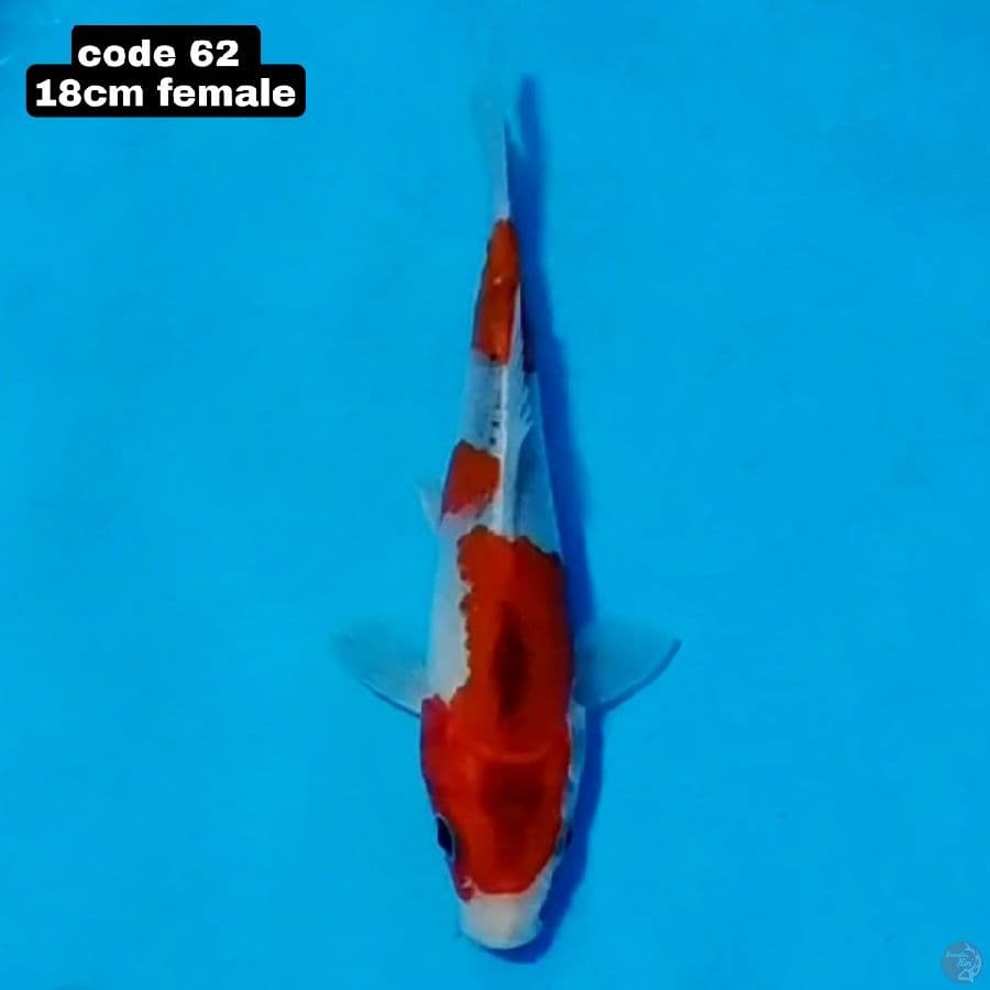 goshiki 18cm female