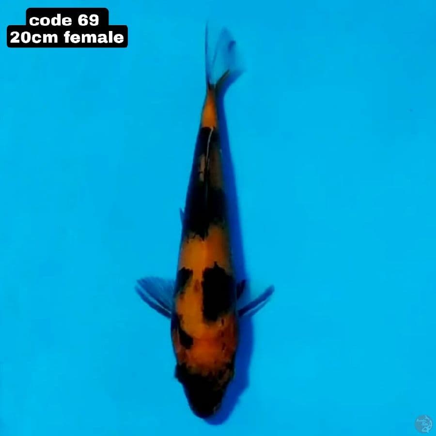 hi showa 20cm female 