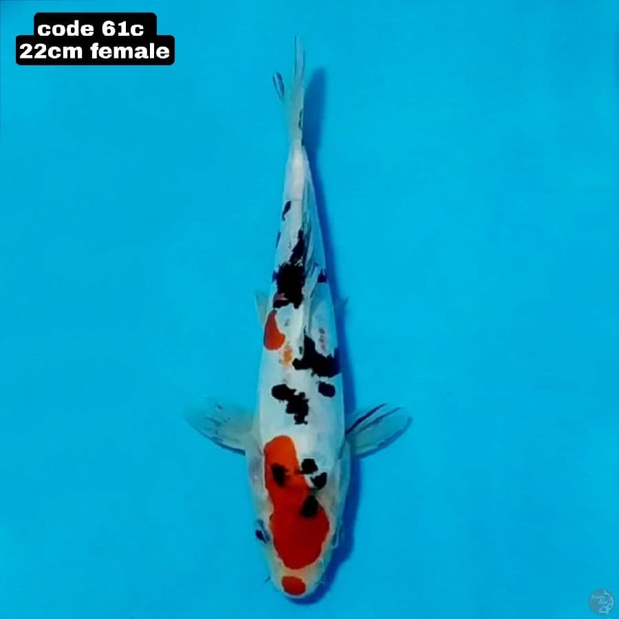 doitsu sanke 22cm female