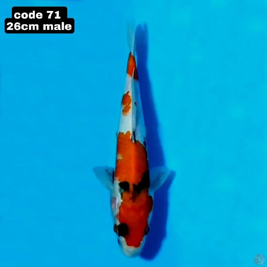 sanke 26cm male 