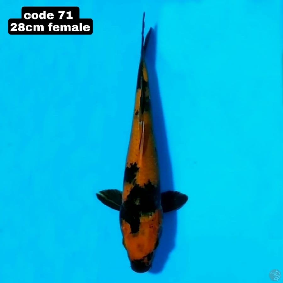 hi utsuri 28cm female