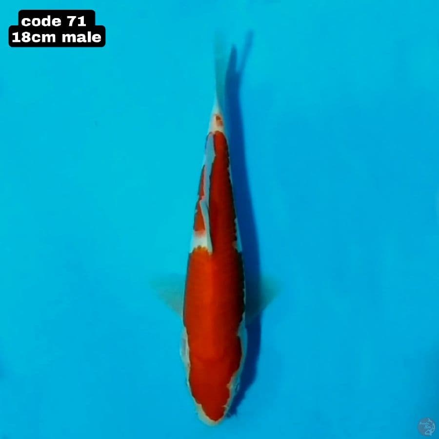 kohaku 18cm male