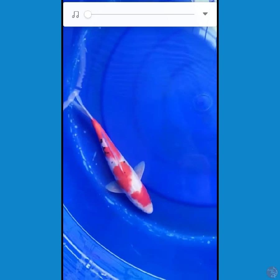 sanke 30 cm