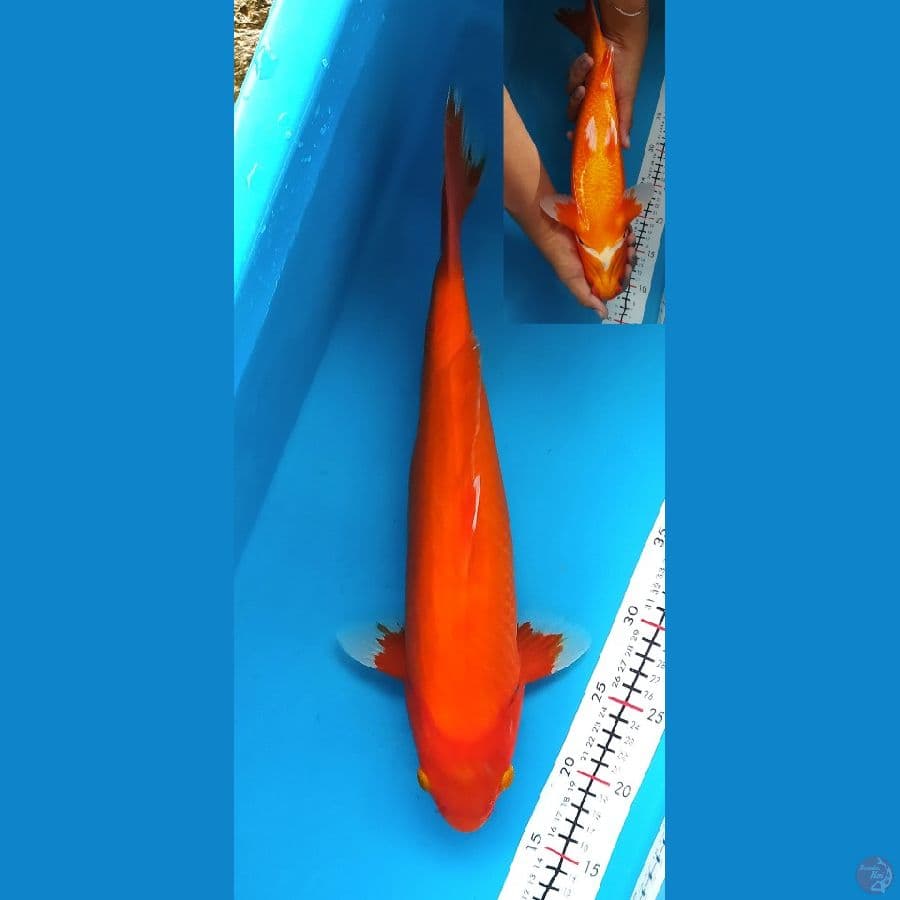 AKA HAJIRO 40CM FEMALE