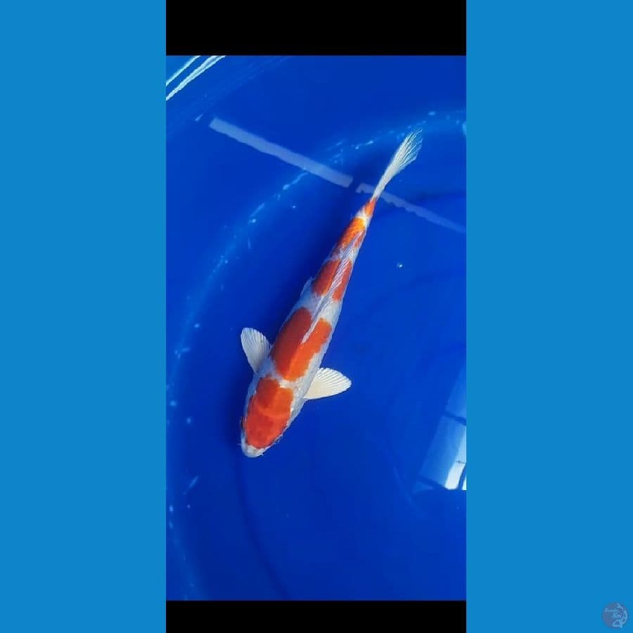 hikari moyomono 30 cm 
