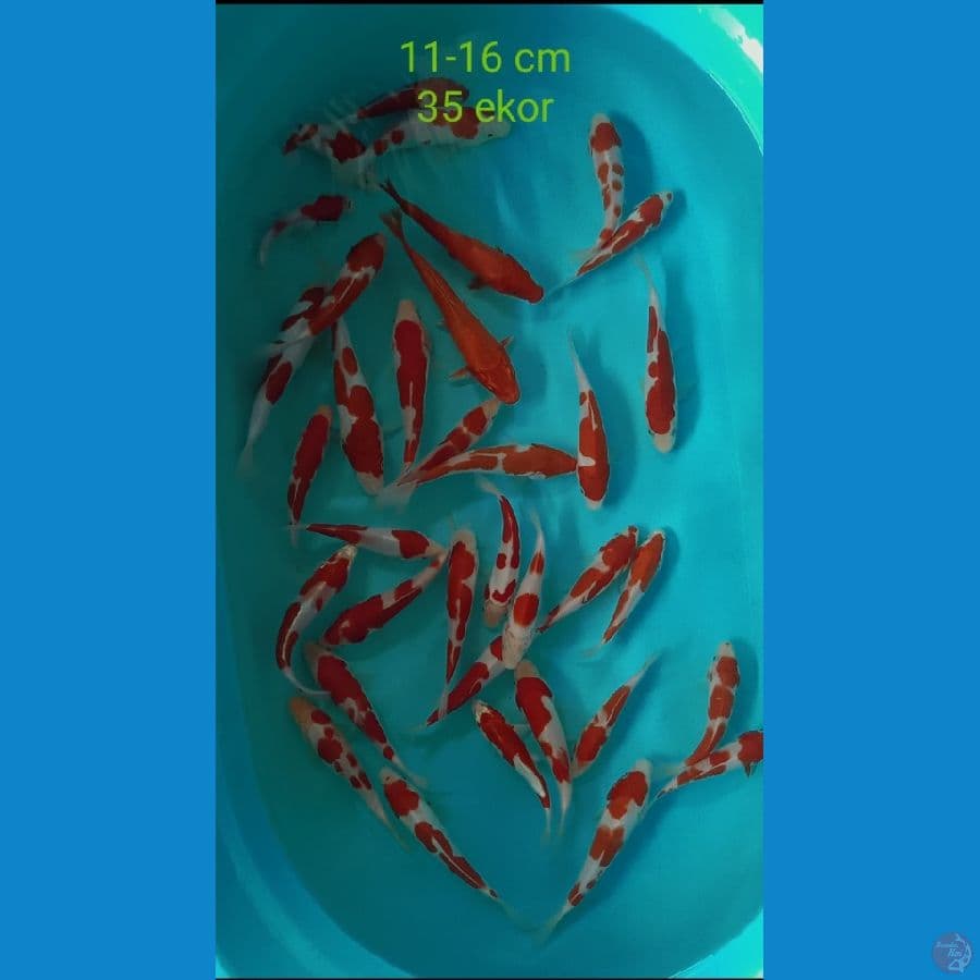 kohaku Doitsu murni mix sisik