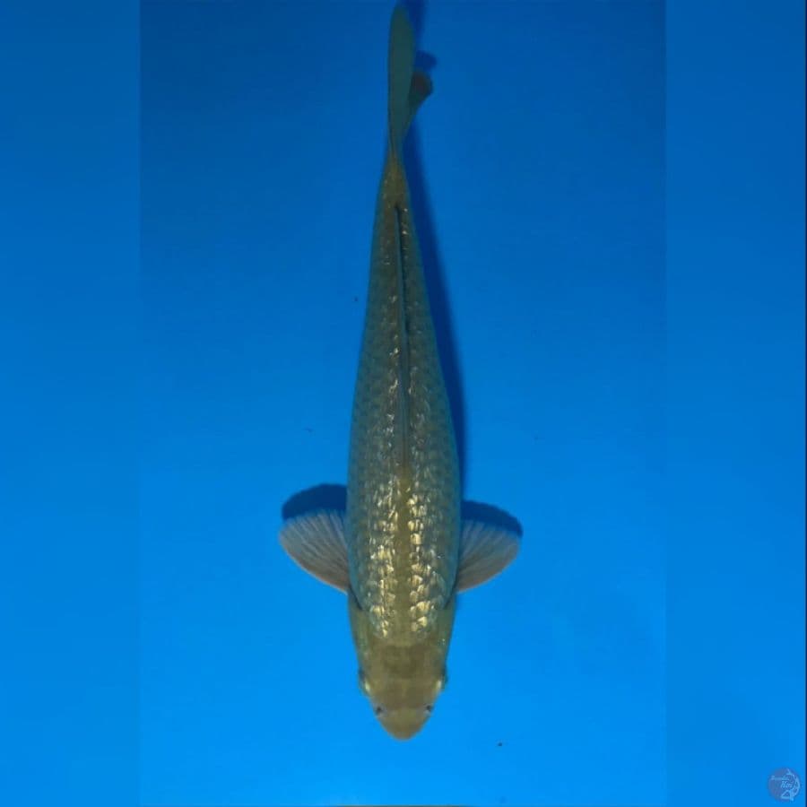 midori ginrin 30cm