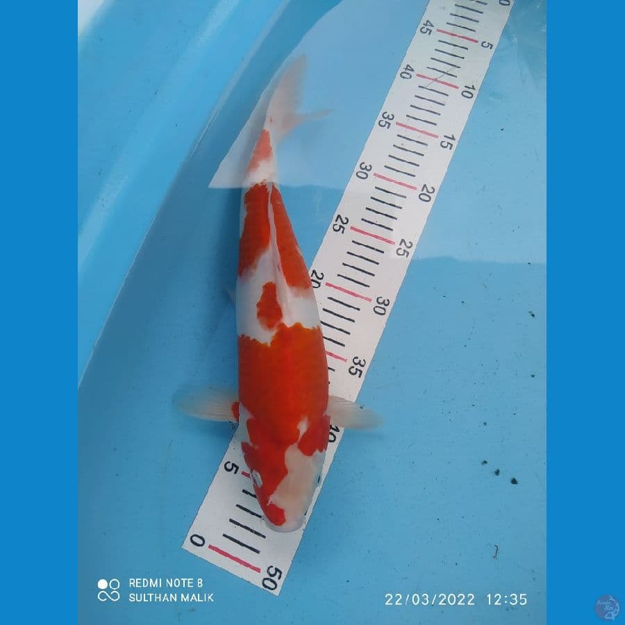 kohaku ori 35 cm bulky