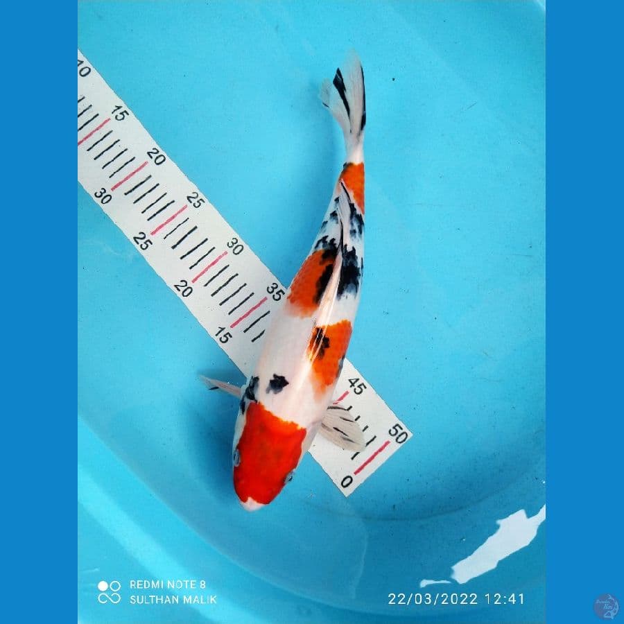 sanke maruten 35 cm