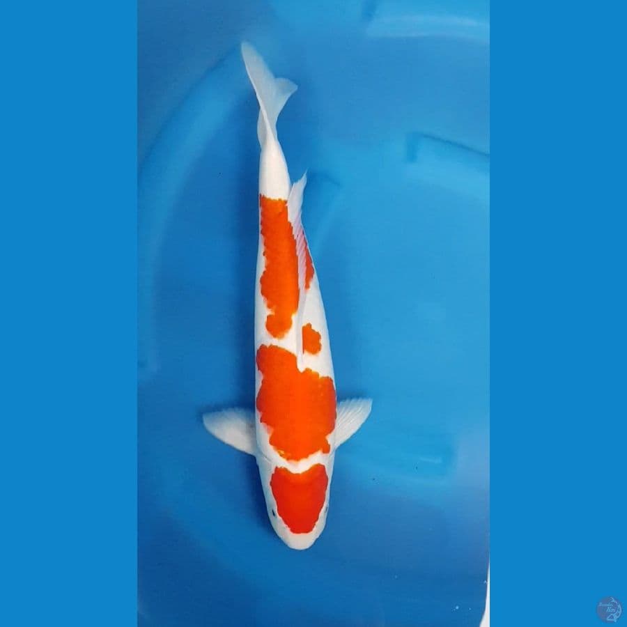 MARUTEN KOHAKU BABY FACE