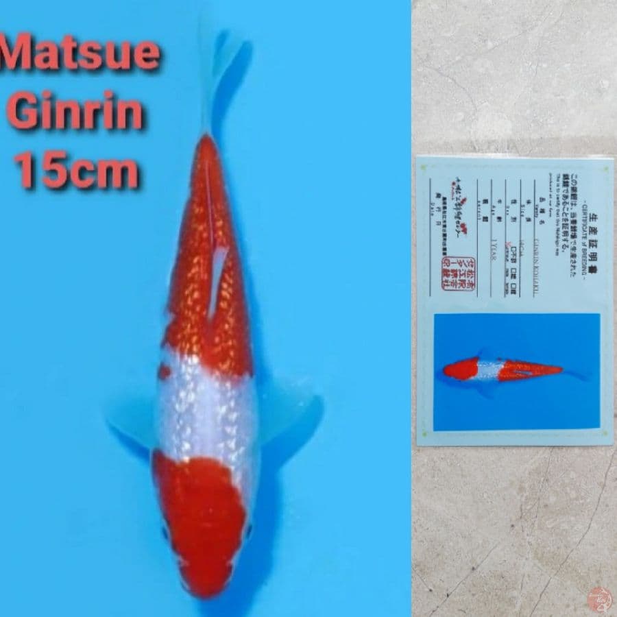 MATSUE GINRIN KOHAKU 15CM