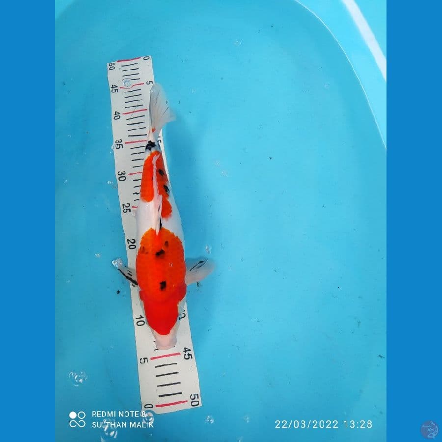 sanke punuk 35 cm