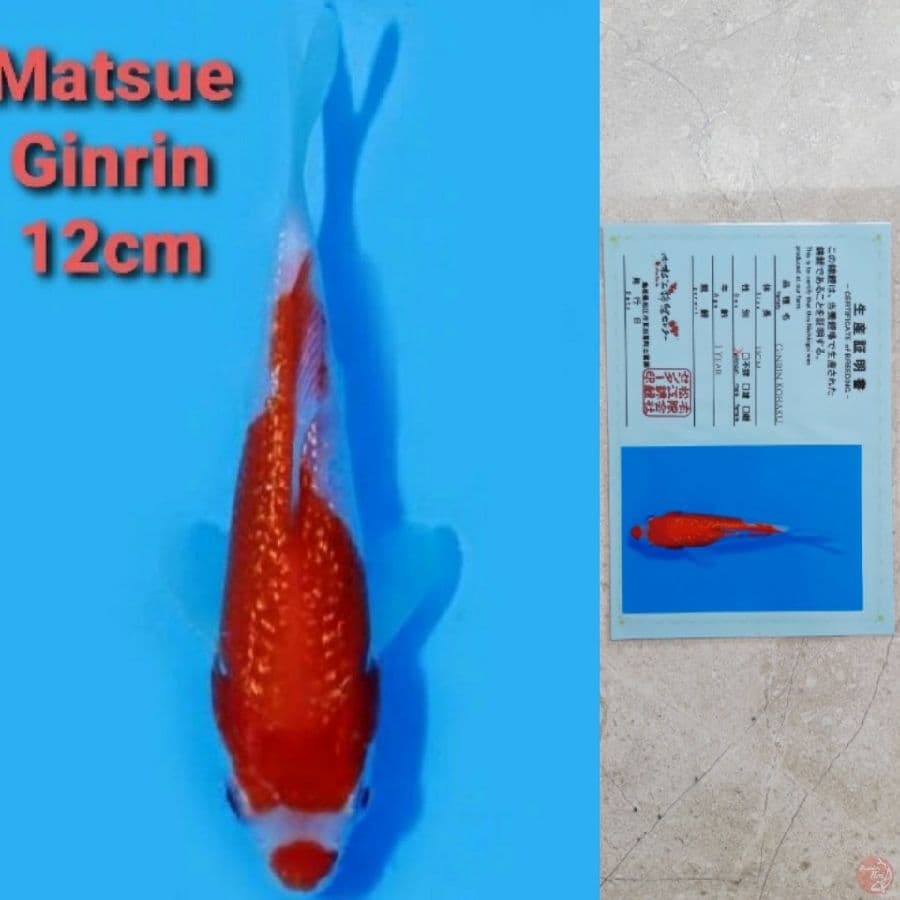 MATSUE GINRIN KOHAKU