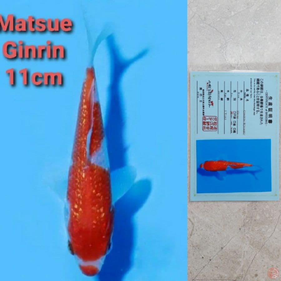 MATSUE GINRIN KOHAKU