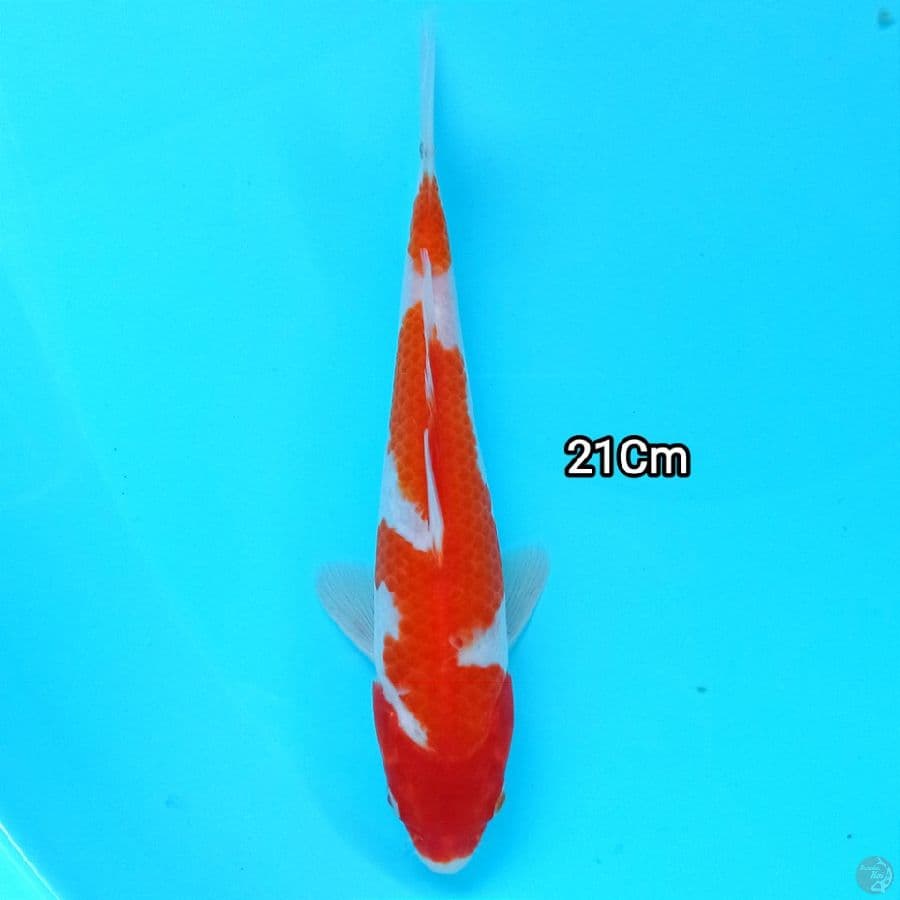 Kohaku 21Cm