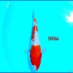 Kohaku 21Cm