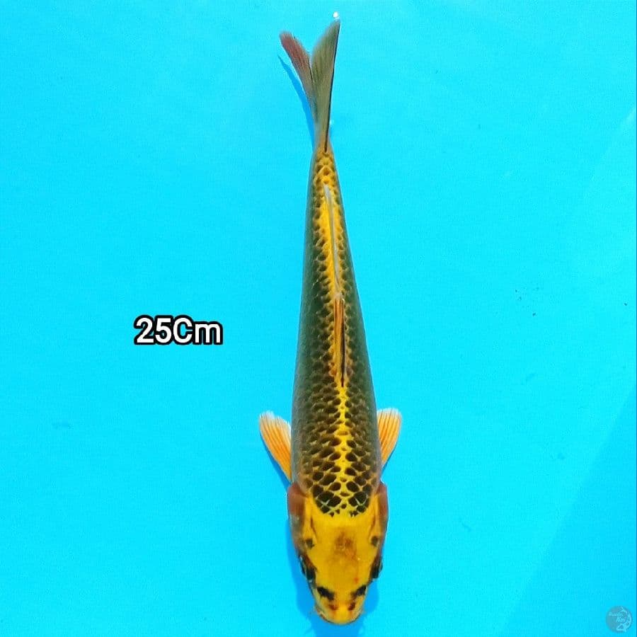Kin Matshuba 25cm